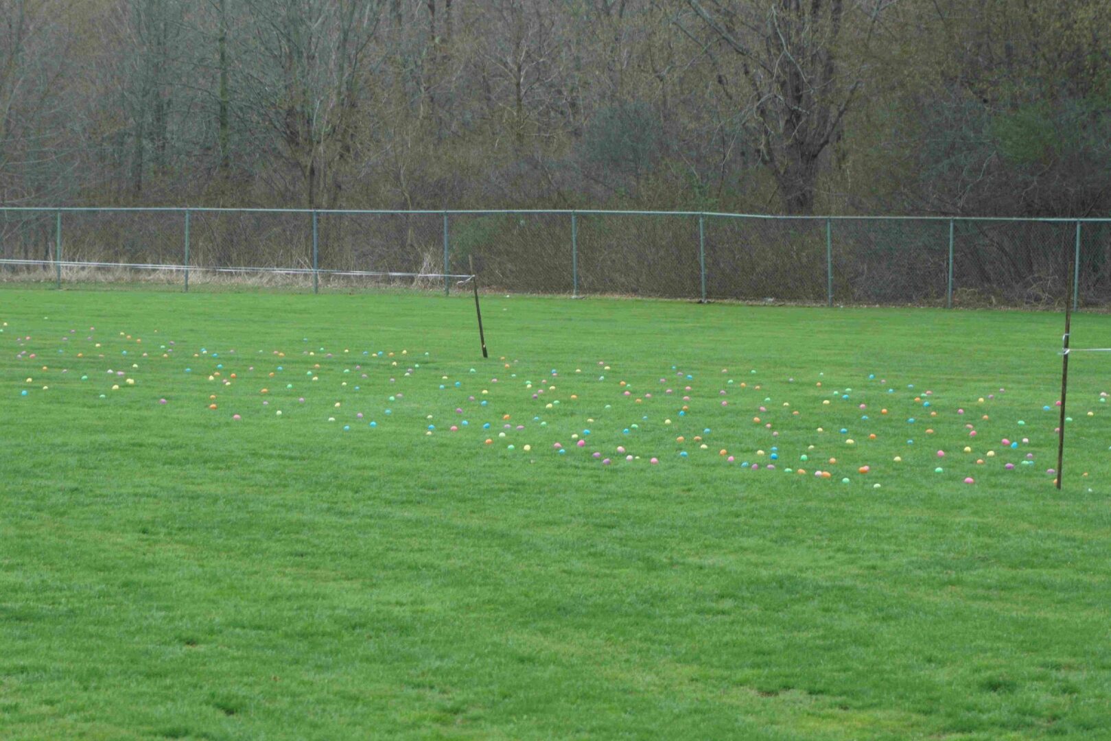 A field with colorful eggs